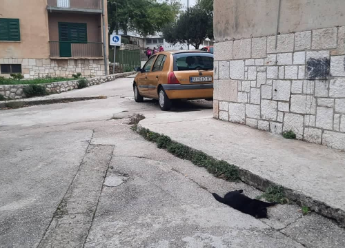 Na Baldekinu pronađene otrovane mačke: 'Bile su zdrave i kastrirane, ne znam kome su mogle smetati, zvali smo policiju'