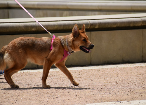 U Bijelu kuću stigao novi stanar, štene njemačkog ovčara Commander