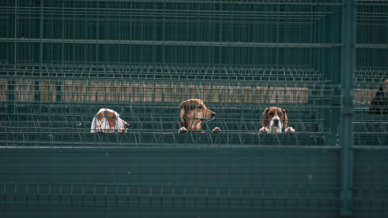 Reportaža iz As-Eka: Malik, Mrva, Lisac, Stela... i oni bi s nekim ušli u Novu godinu!