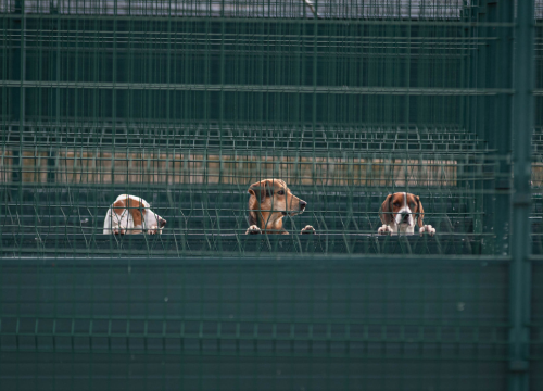 Reportaža iz As-Eka: Malik, Mrva, Lisac, Stela... i oni bi s nekim ušli u Novu godinu!