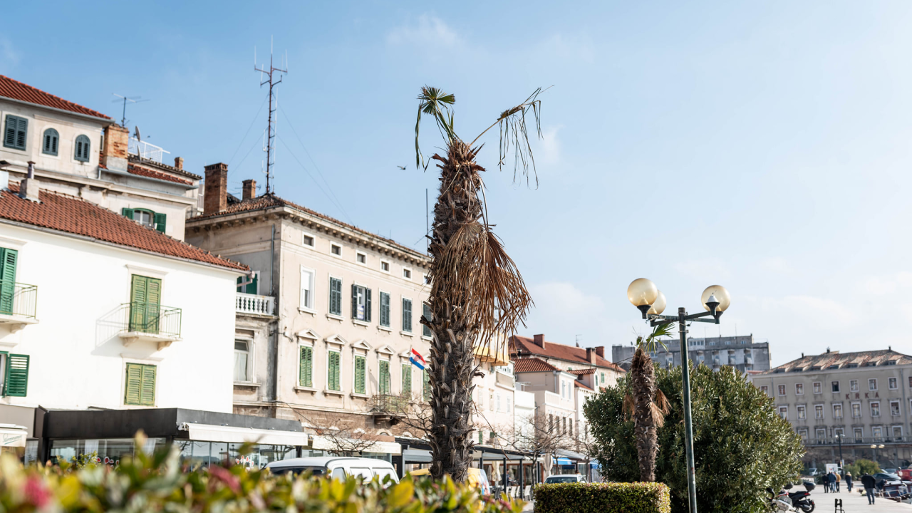 Zeznuti azijski kukac presudio palmama na šibenskoj rivi: Nakon što se postavi nova rasvjeta, stiže dvadesetak novih stabala