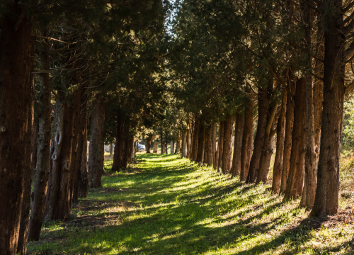 Fotografija 40 - 'To groblje je poput Pandorine kutije, bila je i njemačka krim policija': Na Raskrižju su posljednje počivalište našli i partizani i fašisti