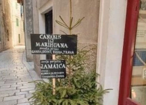 Ova šibenska ‘marihuana ili canabis, truba ili trava’ koja izgleda kao jelka nasmijala je internet