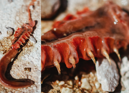 Pitali smo znanstvenike što bi moglo biti ‘čudovište’ iz Zatona: Polycheta, Arenicola marina, Terebellidae?