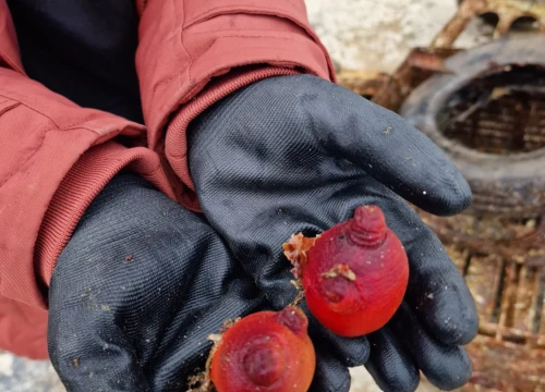 Fotografija 9 - Na području TEF-a održana 3. akcija čišćenja podmorja u sklopu projekta Plavi Jadran
