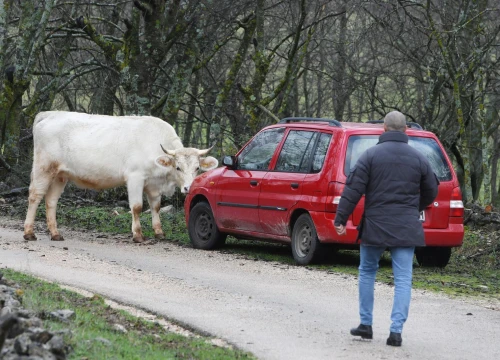 Fotografija 2 - Tko je jači, krava ili auto: Junica kod Ervenika opasno zajunila na limenog ljubimca