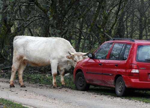 Fotografija 1 - Tko je jači, krava ili auto: Junica kod Ervenika opasno zajunila na limenog ljubimca