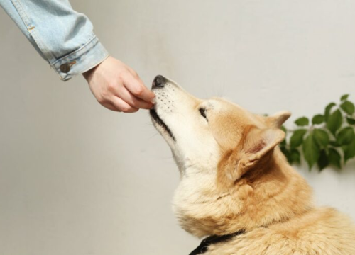 Četiri proljetna cvijeta koja mogu biti opasna za vaše kućne ljubimce