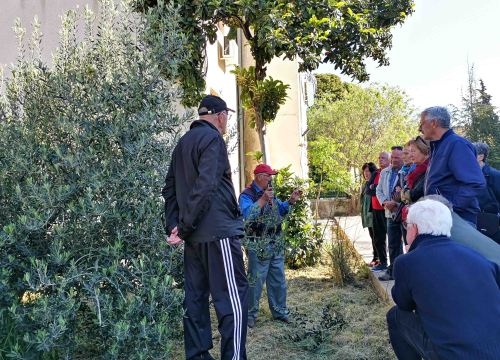 Davorin Pamić sutra će kod Radio Ritma prezentirati rezidbu maslina!