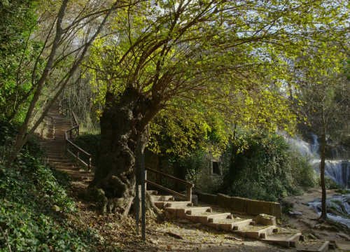 Murva iz NP Krka treba vaše glasove u izboru za Europsko stablo godine