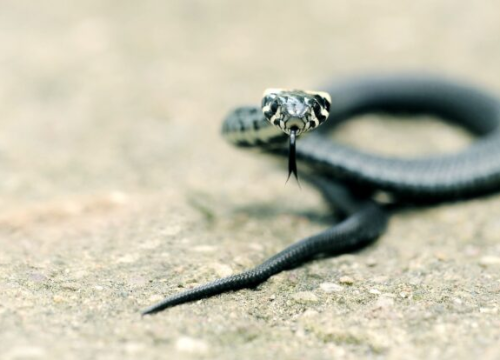 Kako se obraniti od napada zmije? Evo što savjetuje biolog