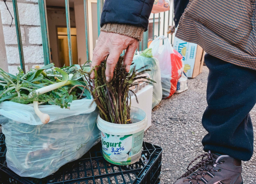 Stiže sezona šparoga: Ako nemate dozvolu za branje, ovo su kazne