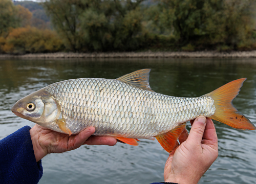 Kuhar na austrijskoj televiziji ispekao ribu koja je zakonom zaštićena: 'Splet nesretnih okolnosti'