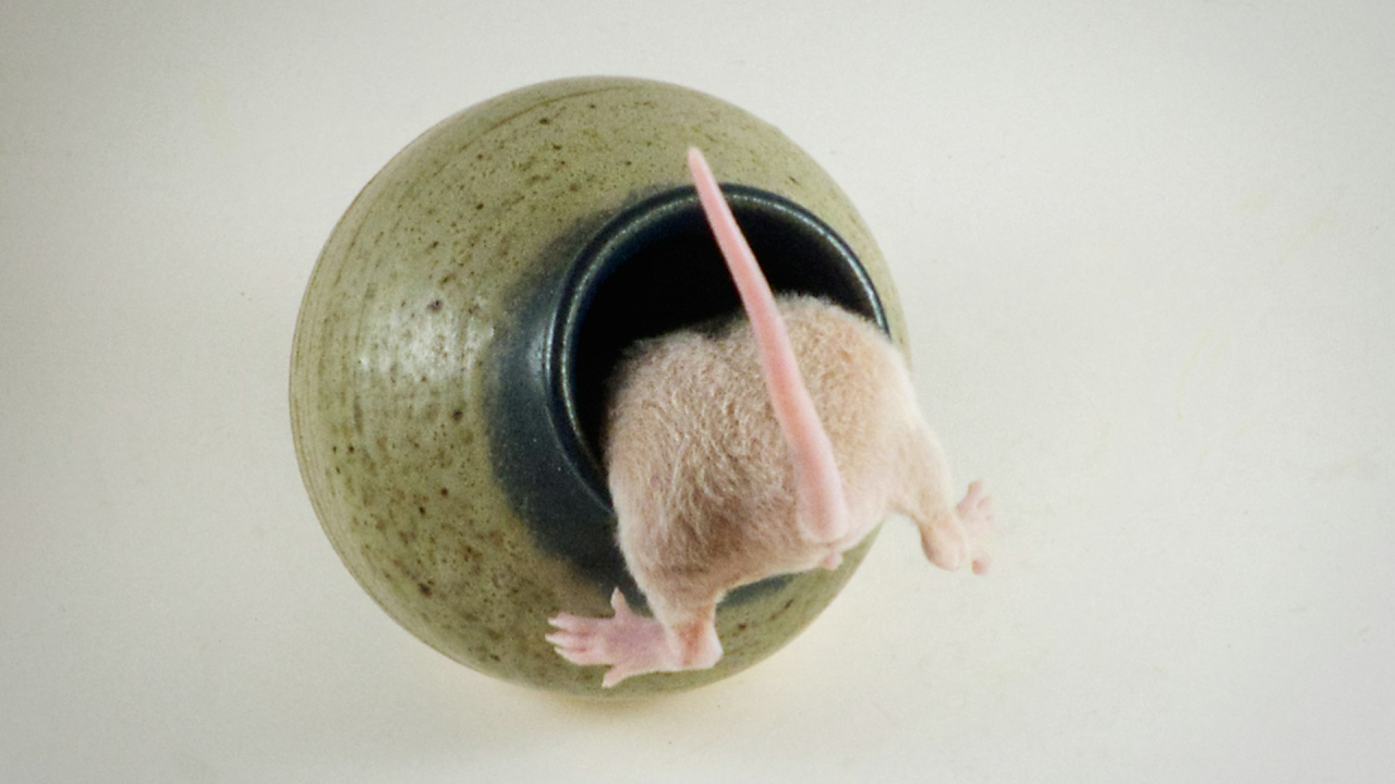 Policija šokirana otkrićem: 'Štakori jedu našu marihuanu. Svi su drogirani'