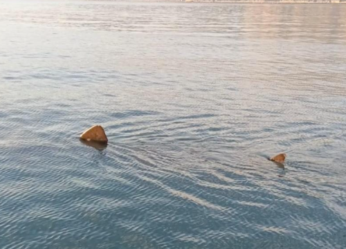 U Jadranu snimljen drugi po veličini morski pas