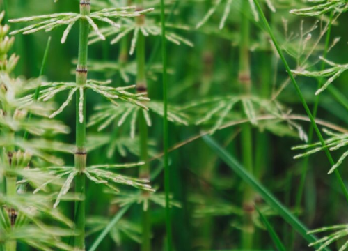 Najstariji i najdjelotvorniji lijek iz prirode: Pomaže kod brojnih zdravstvenih tegoba