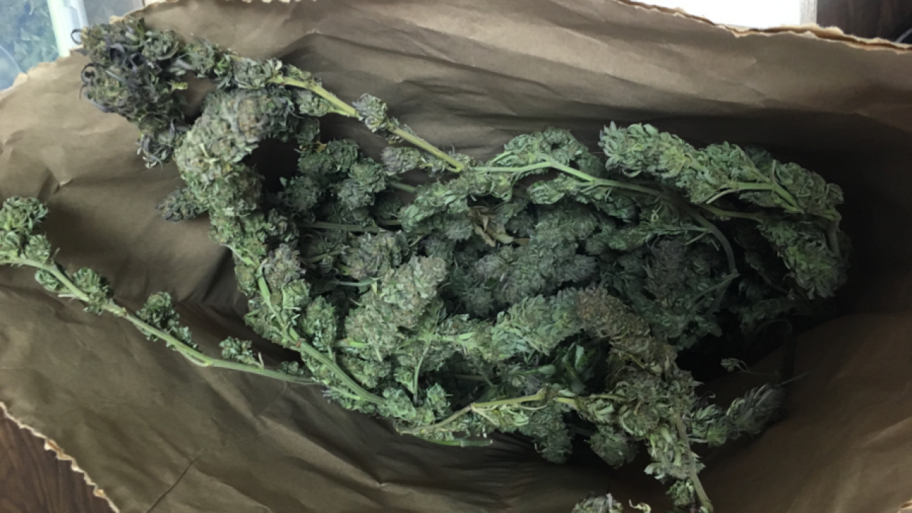 Kako je s ovim mislio prijeći granicu?! Kod muškarca pronađena veća količina marihuane