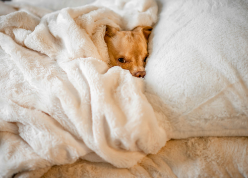 Puštate li kućnog ljubimca u krevet? Evo zašto je to dobro i za vas i za njega