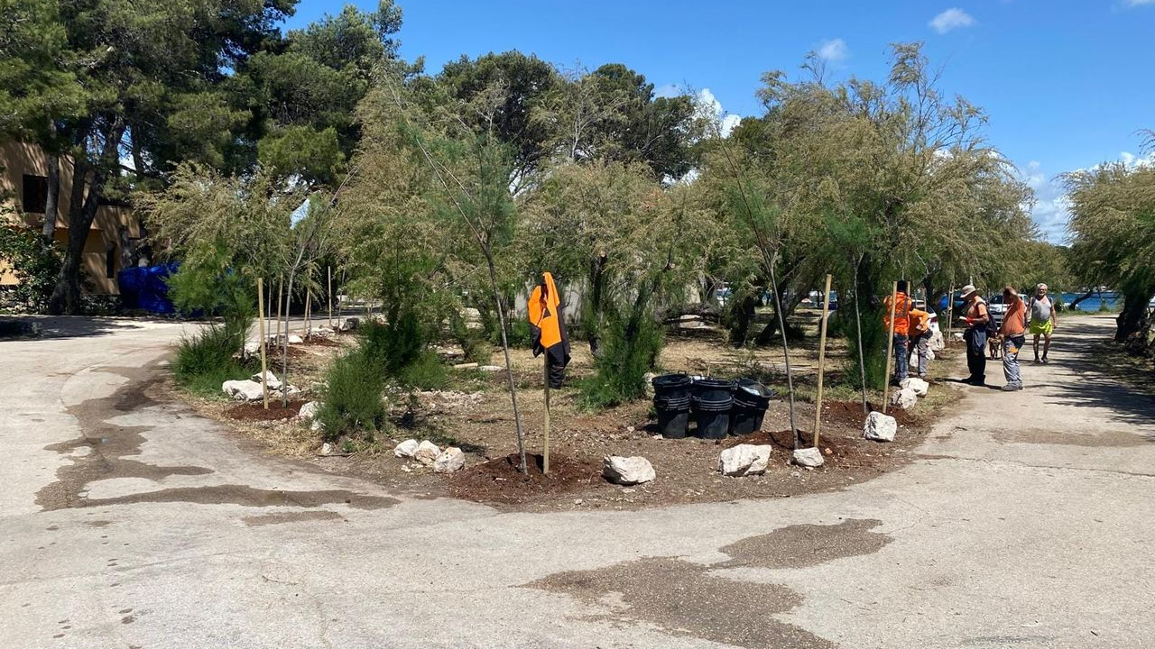 Zeleni grad na Jadriji posadio 25 stabala tamarisa