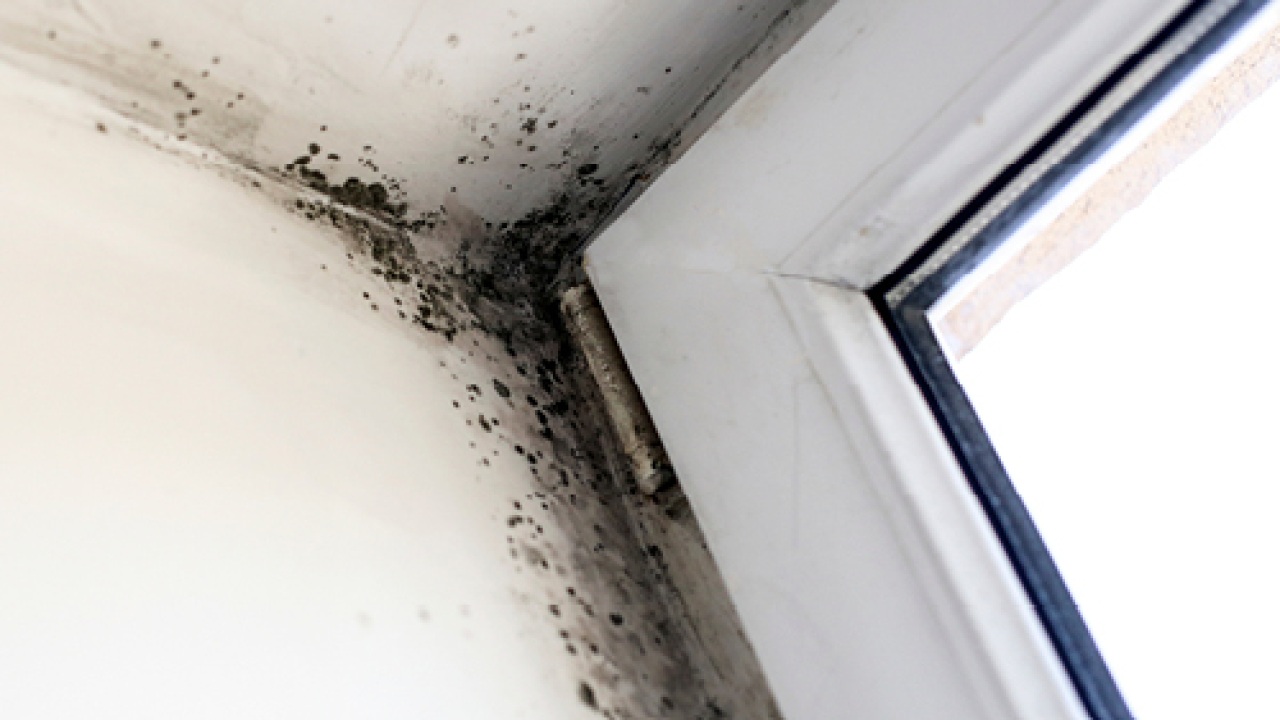 Imate li problema s vlagom? Provjerite učinkovito rješenje za život bez vlage i plijesni!