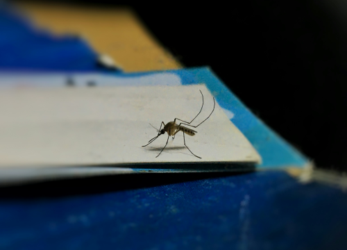 Sastojak koji svi imamo kuću učinkovito tjera komarce