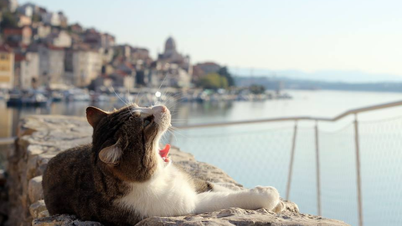 Ovih šest simptoma kod ljubimaca nikako ne smijete ignorirati