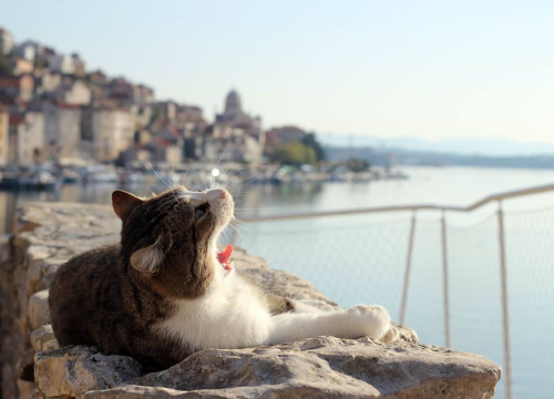 Ovih šest simptoma kod ljubimaca nikako ne smijete ignorirati