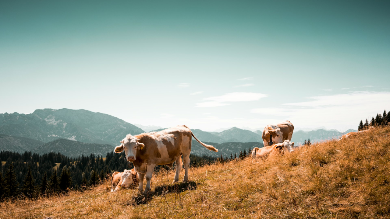 U prošloj godini zabilježen pad proizvodnje mlijeka hrvatskih OPG-ova