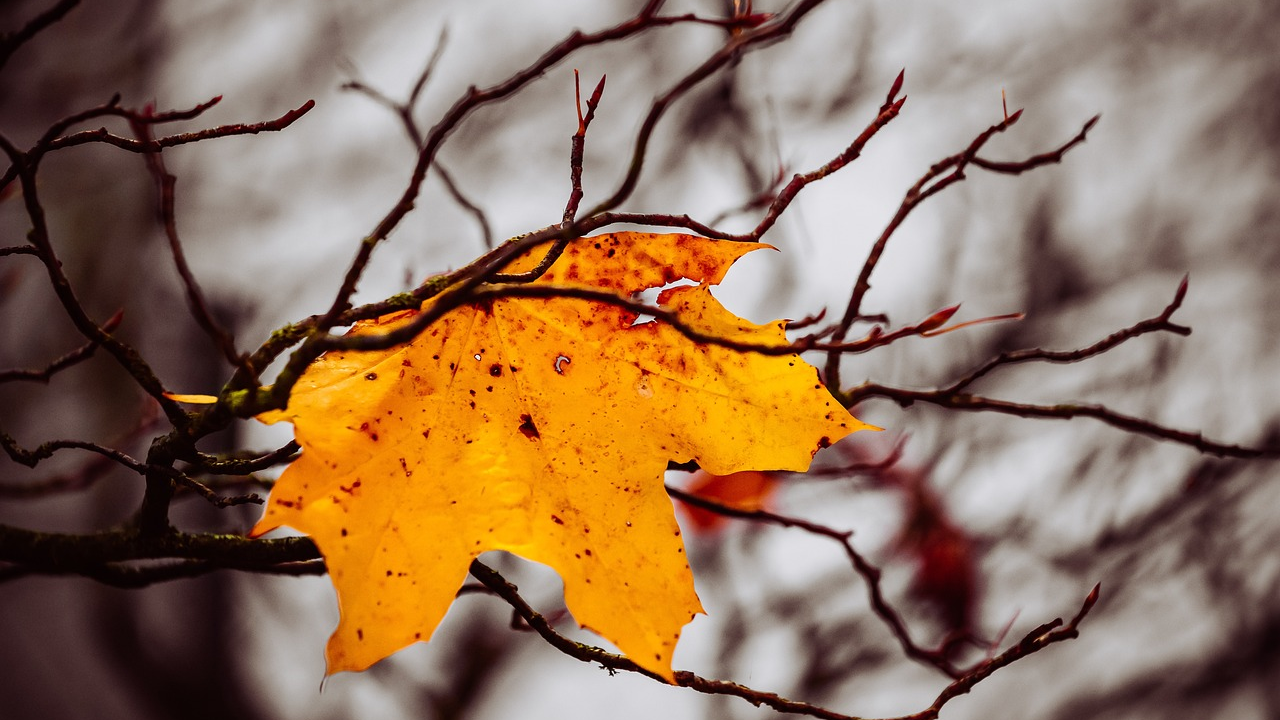 Mičete li uvelo lišće s auta prije vožnje? Ako ne, evo zašto trebate
