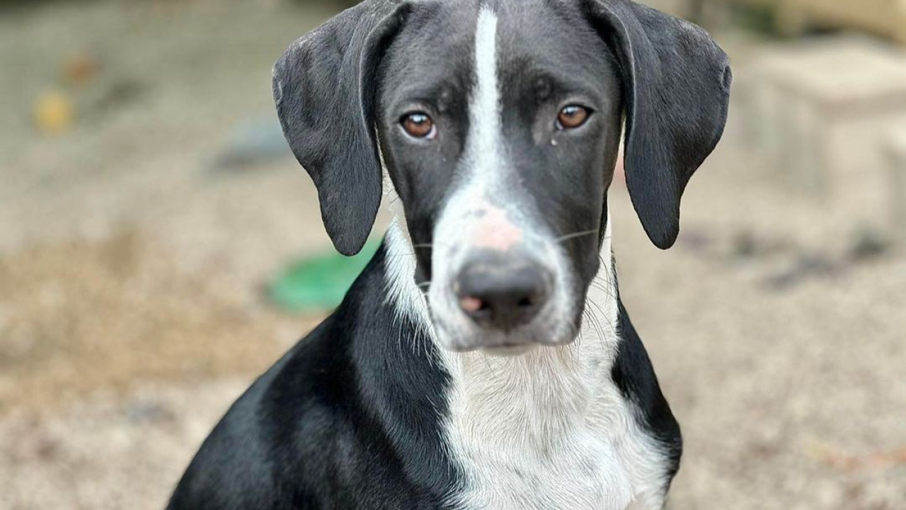 Šibenske šape skrbe o mnoštvu krznenih njuškica. Svima treba dom