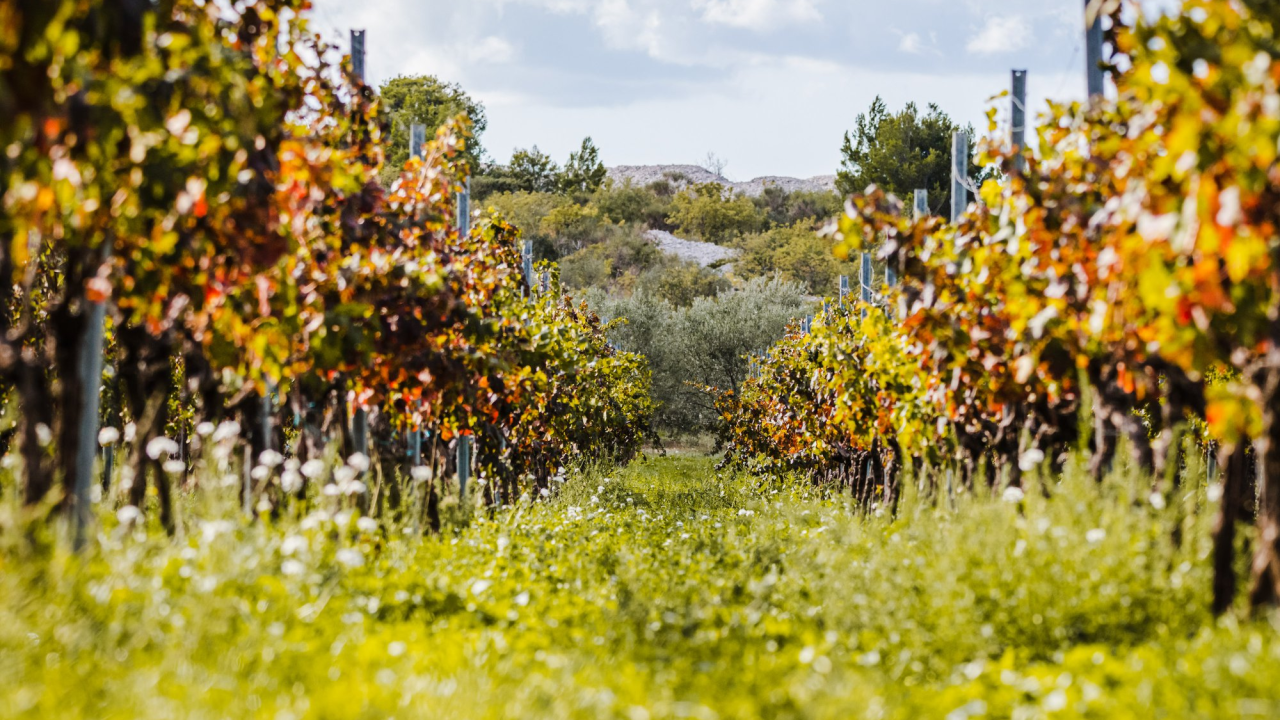 Danas je Martinje! Evo zašto se slavi i koji su običaji u Hrvatskoj
