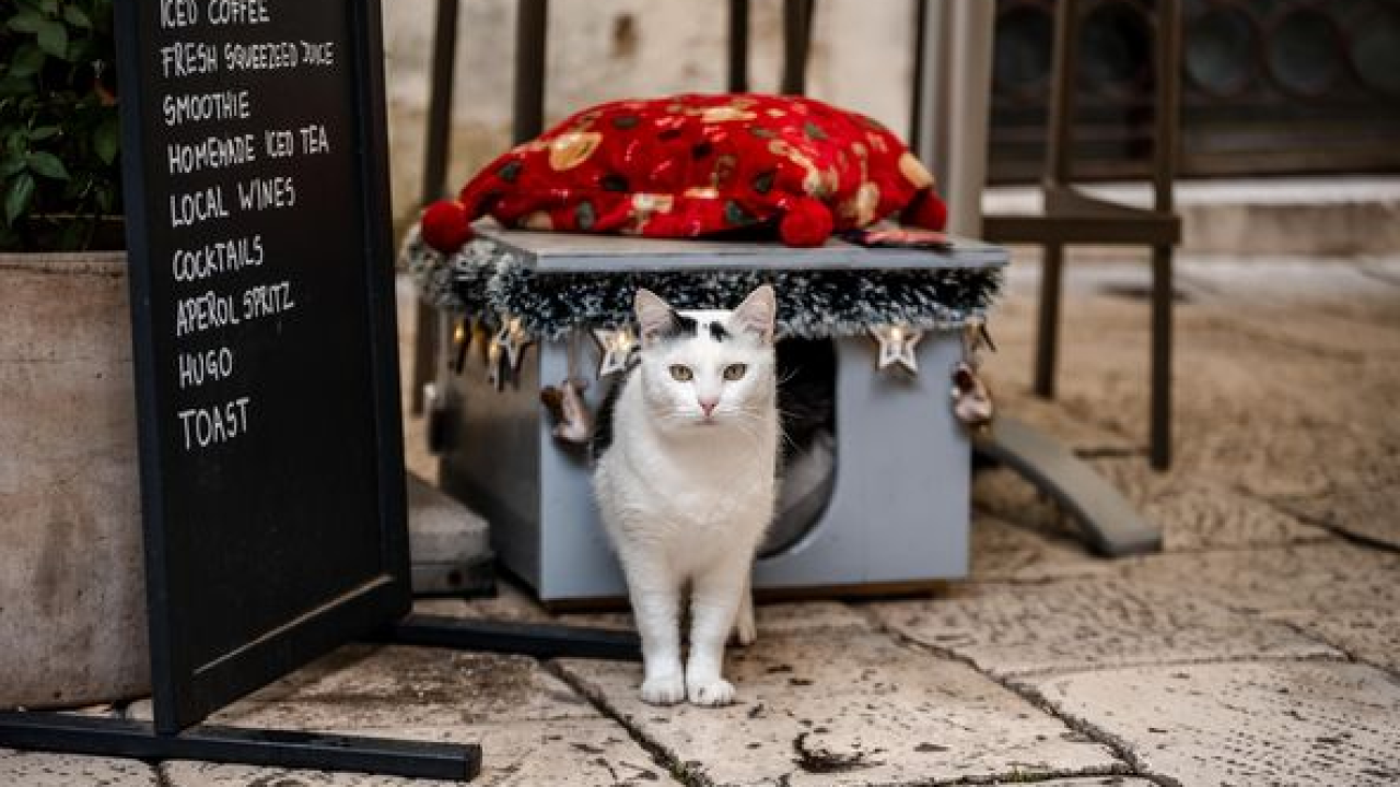 Mačke imaju golem utjecaj na fizičko i mentalno zdravlje svojih vlasnika