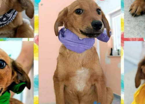 Spice leglo: Osam štenaca iz Šibenika traži svoj zauvijek dom