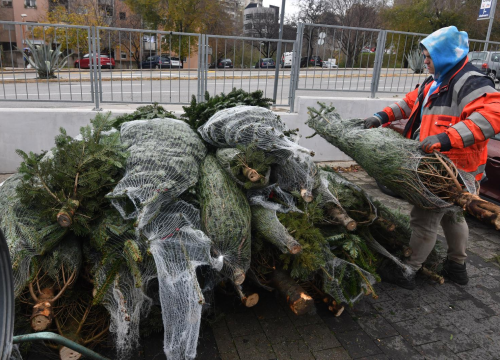 Prva božićna drvca u Šibeniku čekaju kupce. Izbor je bogat, a cijene su za svačiji džep