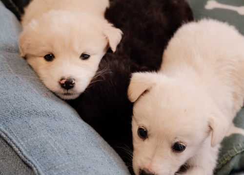 Fotografija 5 - Na groblju u Kninu nađeno je deset štenaca. Sedam ih traži dom