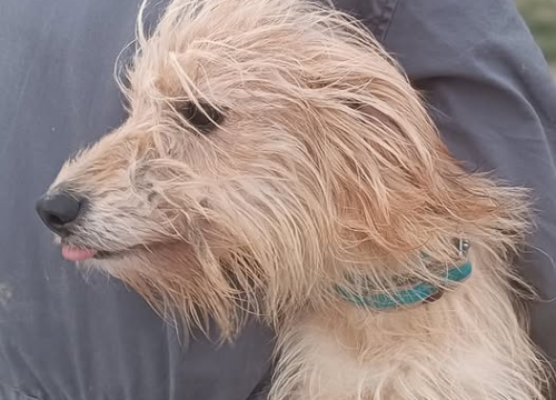 Fotografija 2 - Malena Ziva bila je nečiji kućni psić, teško joj pada život u skloništu i traži novi dom