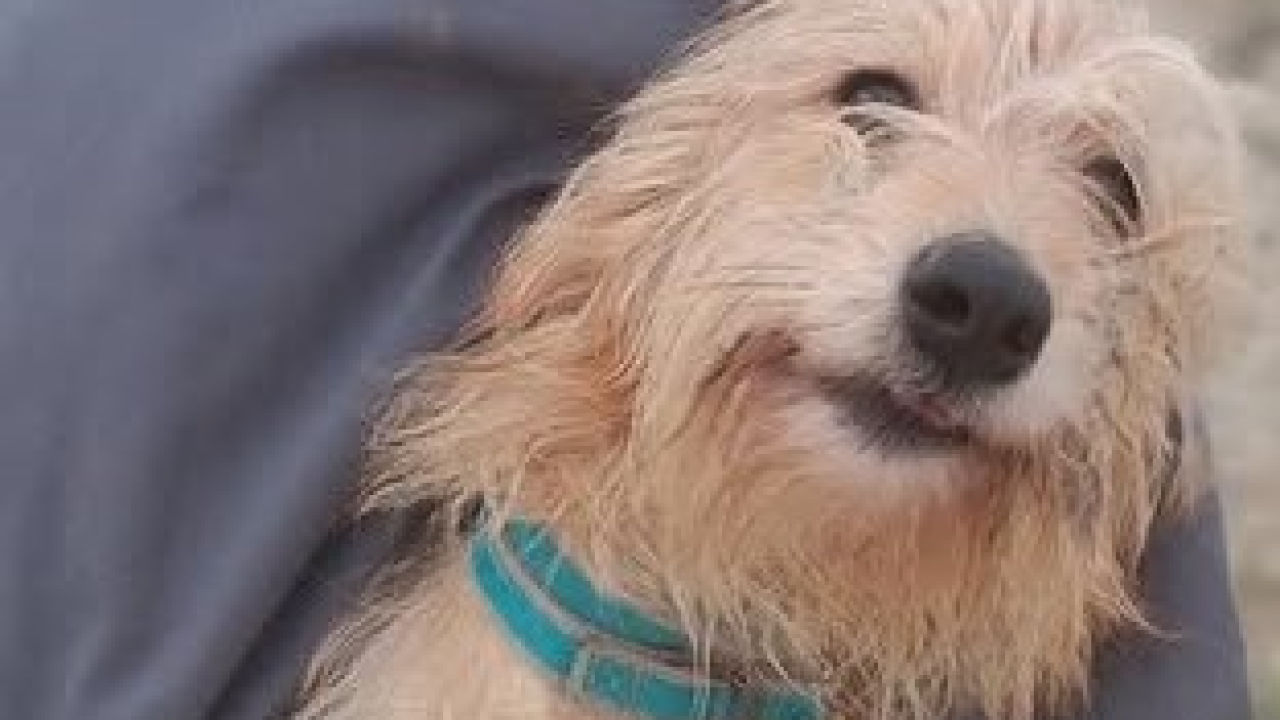 Malena Ziva bila je nečiji kućni psić, teško joj pada život u skloništu i traži novi dom