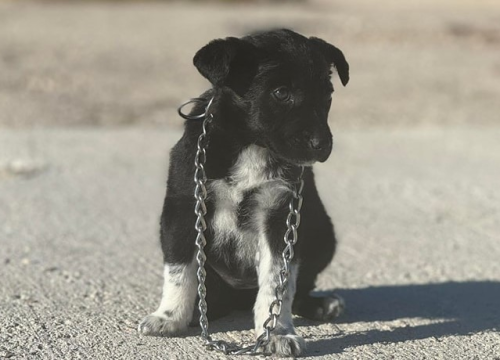 Ekipa iz Šibenskih šapa odabrana za sudjelovanje na edukacijama Akademije Žuta Točka