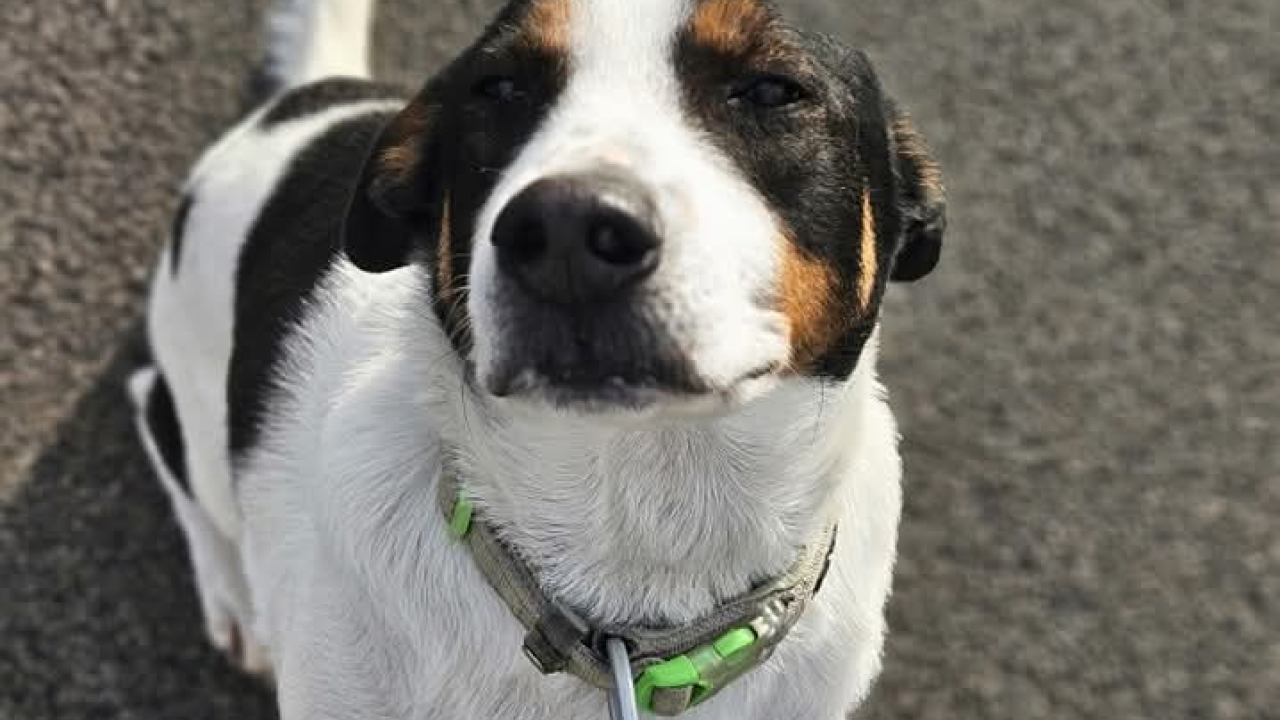 Žac i Oskar predivni su psi, a uz vašu pomoć budućnost im može biti svijetlija