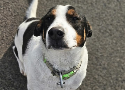 Fotografija 1 - Žac i Oskar iz Šibenskih šapa