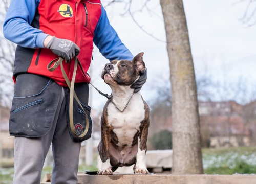 Fotografija 3 - Žac i Oskar iz Šibenskih šapa
