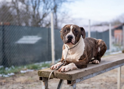 Fotografija 2 - Žac i Oskar iz Šibenskih šapa