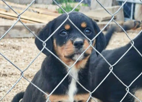 Maleni štenci stari samo dva mjeseca traže udomitelje