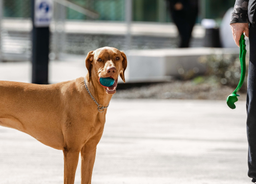 Pas ušao na autocestu kod Lučkog