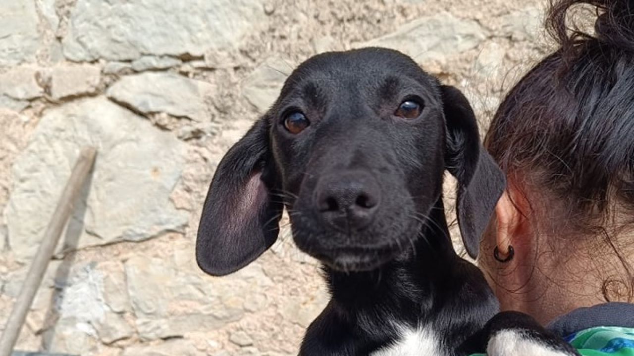 Tri sestrice iz Šibenskih šapa preboljele su opaku bolest i sada traže svoje zauvijek domove