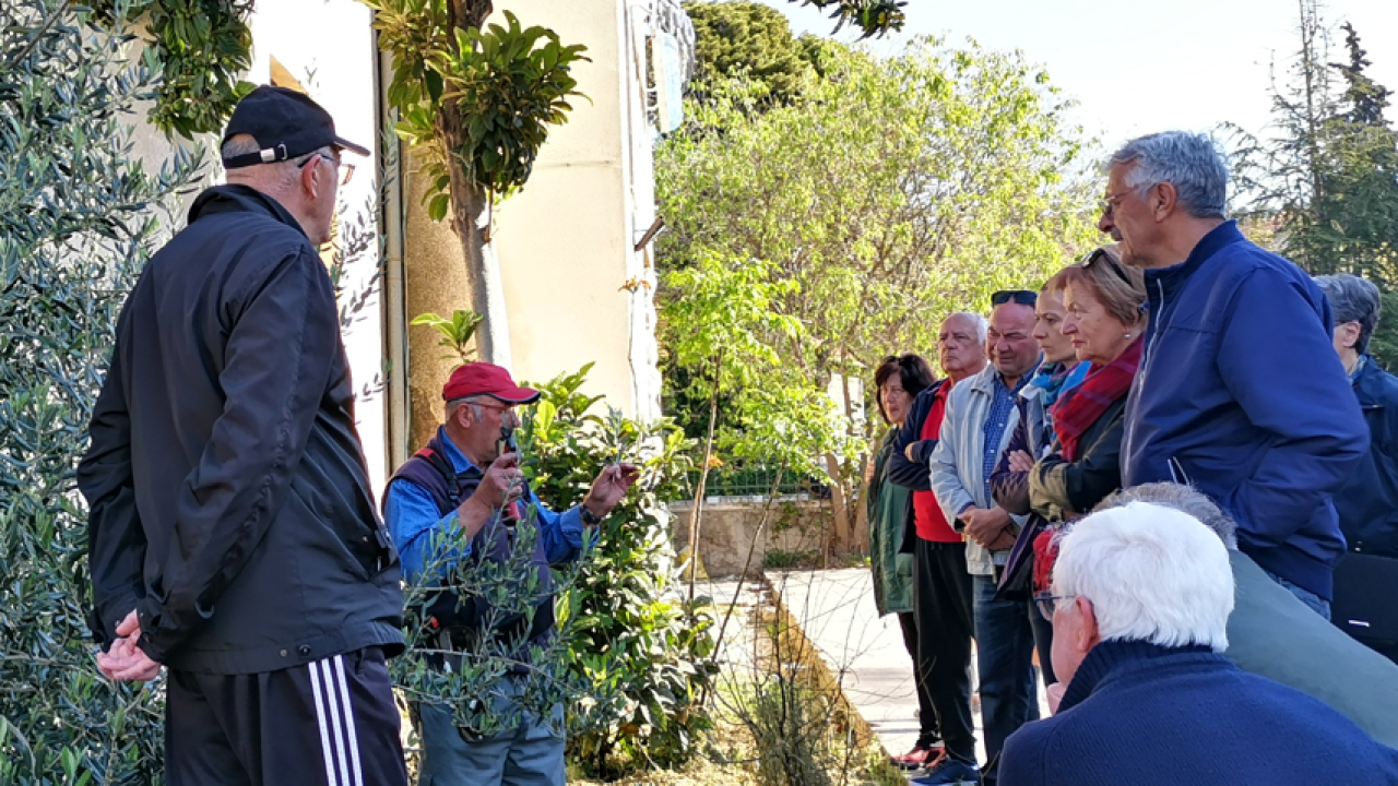 Ispred Radio Ritma u subotu prezentacija rezidbe masline