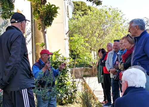 Ispred Radio Ritma u subotu prezentacija rezidbe masline