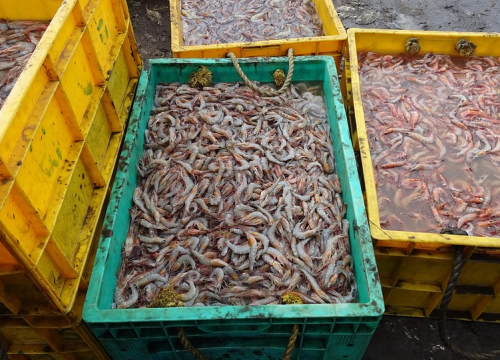 Ribar s Murtera upozorava: ‘Zbog promjena u klimi nestaju kozice, more je toplo i ulov je malen’