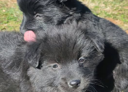 Ako idete do Zagreba i imate mjesta.. Dvije male curice iz Šibenskih šapa trebaju prijevoz