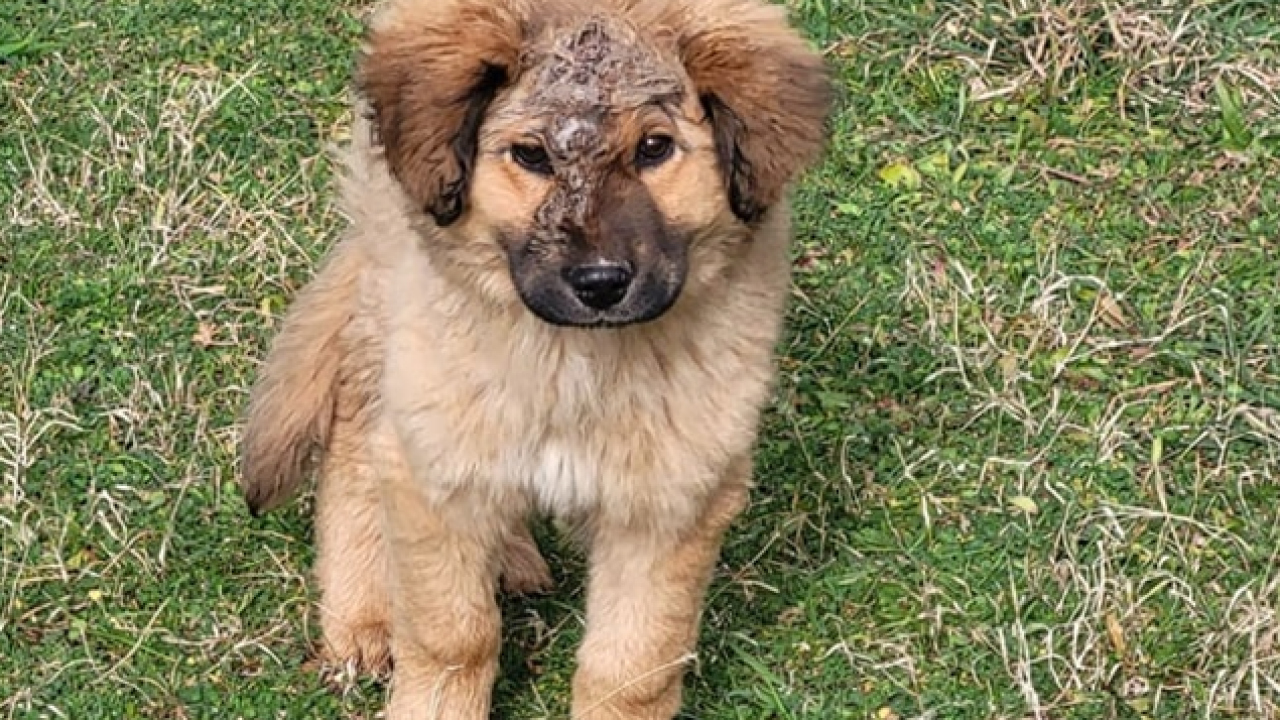 Jeste li ga vidjeli? Na području Općine Promina luta pas s ozljedom na glavi